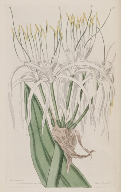 Hymenocallis caribaea by Ker Gawler